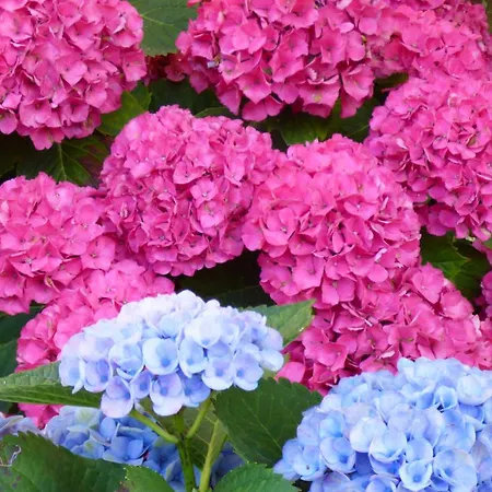 Les Hortensias Apartment Sangatte